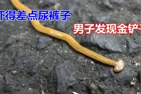 男子在野外发现了把金铲子，近距离观察后，吓得差点尿了裤子！视频封面