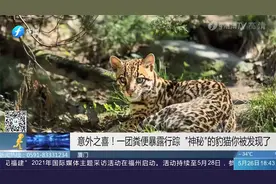行踪隐秘的豹猫现身厦门岛内山林，发现者：这得从一团粪便说起