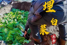 好好的白菜为啥要挖坑埋起来？东北的简易菜窖原来是这样做的