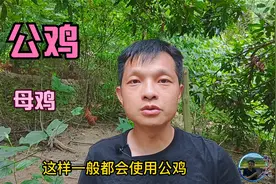 我们选养母鸡，朋友说这样容易亏！公鸡和母鸡的区别在哪里视频封面