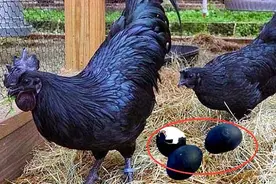 全身内外纯黑的鸡！下的鸡蛋都是黑的，一只就要18000元！视频封面