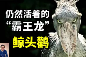 像老虎一样捕猎，能斩杀鳄鱼，世界上现存最像霸王龙的——鲸头鹳视频封面