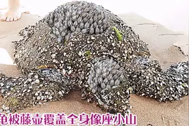重症藤壶患者海龟，藤壶长满全身上座小山，奄奄一息小哥帮忙脱困视频封面