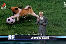 宠物侦探新职业视频封面