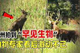 贵州拍到罕见生物，曾在野外消失40多年，动物专家看后激动不已视频封面