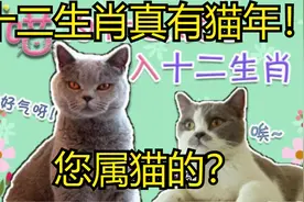 十二生肖有猫年吗？ 真有！视频封面