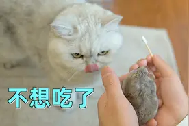 仓鼠嘴里太臭了，主人忍不住用棉签捅开清理，发现藏了满满一嘴屎