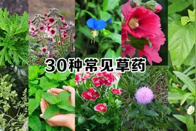 农村常见的30种中草药，你认识几种？视频封面