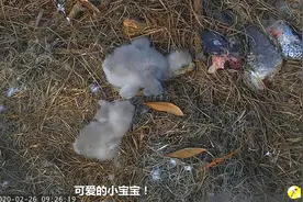 父母不在家，弟弟由于害怕，摇摇晃晃地爬到哥哥身边视频封面