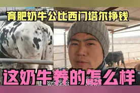 育肥奶牛公，比西门塔尔利润高？小伙400多头奶牛养的真不赖视频封面