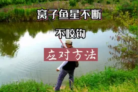 谷麦钓法技巧：窝里鱼星不断，就是不咬钩，怎么办？我来盘它视频封面