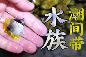 养鱼爱好者的天堂？这些好看的小鱼随手就能捞到，但我们不能乱捕视频封面