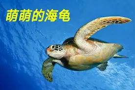 高清实拍海底世界，海龟太萌了，没有我们想象中的那么笨视频封面