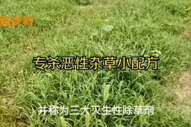 草铵膦这个小配方专杀荒山、果园、茶园内的各种恶性杂草视频封面