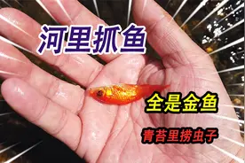 野外小河里抓小鱼，抓到两条不同颜色的小金鱼，青苔下面全是虫子