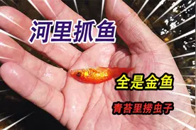 野外小河里抓小鱼，抓到两条不同颜色的小金鱼，青苔下面全是虫子