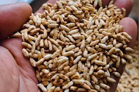 炒大米泡水喝功效厉害，还能解决很多人的健康问题，炒制是关键