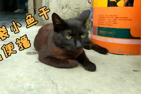 黑猫主动上门求撸，撸完猫要不要给小鱼干？视频封面