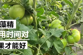 都说海藻精生根剂效果好，你知道啥时候用最好？可别用错了视频封面