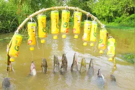 农村小伙在水塘里用饮料瓶设陷阱，收获这么多大家伙，发财了！视频封面