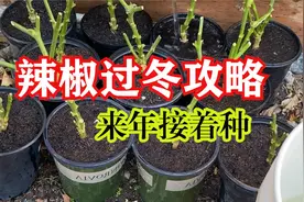 辣椒过冬攻略，不用拔枝，简单修剪一下，来年继续结果