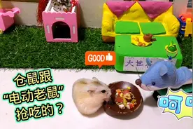 主人用电动牙刷给仓鼠做了个什么奇葩玩具？被小仓鼠嘲笑了一番视频封面