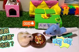 主人用电动牙刷给仓鼠做了个什么奇葩玩具？被小仓鼠嘲笑了一番视频封面