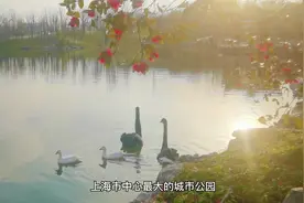 打卡世博文化公园北区，在上海滨江可赏江南园林视频封面