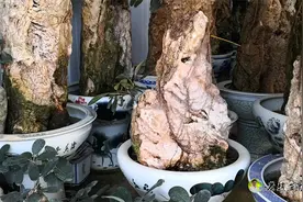 盆景新手拿什么来练手？榕树附石盆景是不错的选择！视频封面