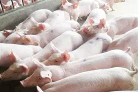 我国主要肉食来源猪，怎么成为肉类“大户”，三大优点离不开视频封面