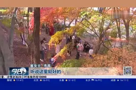 正是崂山赏枫时，三色枫叶美不胜收，市民享受多彩美景视频封面