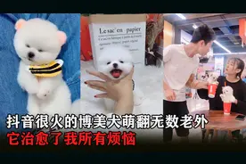 抖音很火的博美犬萌翻无数老外，它治愈了我所有烦恼