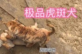 今天来养殖场地寻找好狗，发现一个极品黄金虎斑，真像个小老虎视频封面