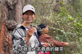 这植物叫野生藤茶也叫莓茶，现在越来越少了，和婆婆采回去制茶视频封面