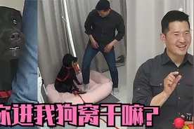 拉布拉多专咬主人，原来主人的行为竟成了“诈骗团伙”才干的事视频封面