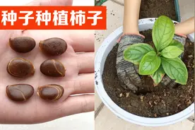 吃完的柿子籽不要扔，3个步骤，教你种出一棵柿子树