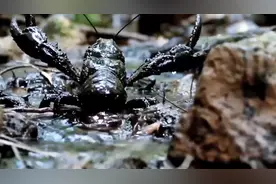世界上体型最大的小龙虾，体型和当地的狗一样大，中国吃货躁动了视频封面