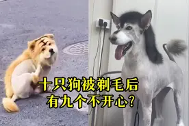 十只狗被剃毛后，有九个不开心？