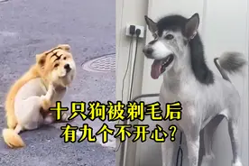 十只狗被剃毛后，有九个不开心？