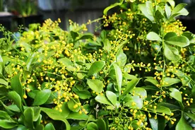 米兰开花了却没香味？这2点不解决，无香可闻视频封面