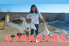 东北农村杀大鹅，一手抓两只，大鹅疯狂用翅膀拍打最后直接下口视频封面
