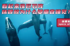 看起来像巨石阵围在一起，抹香鲸为什么要垂直睡觉？视频封面