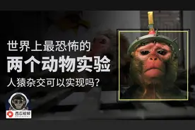 世界上最恐怖的两个动物实验，人猿杂交实验真的可以实现吗？视频封面