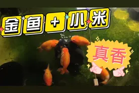 金鱼喂小米~老前辈们的饲养经验~荤素搭配，膳食均衡，棒！视频封面