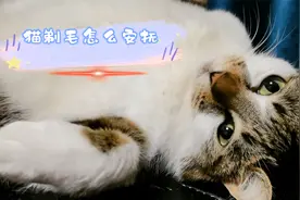 猫咪剃毛后怎么安抚，它也会感觉不好看，不要随便给它剃毛