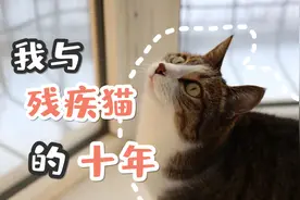 养一只残疾猫是什么样的体验？视频封面