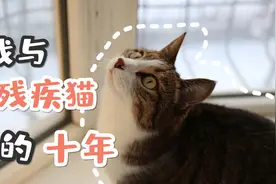 养一只残疾猫是什么样的体验？视频封面