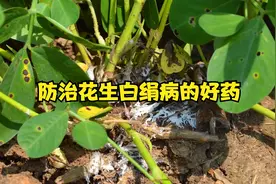 防治花生白绢病的好药，在三个时期喷雾，后期花生少生病产量高视频封面