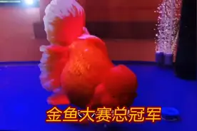 一条金鱼身价数万！福州金鱼大赛，30公分大红泰狮赢得全场总冠军视频封面