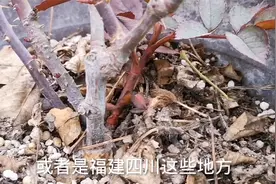 入冬后，月季又冒出笋芽怎么办？不要随意乱剪，小心没花看视频封面